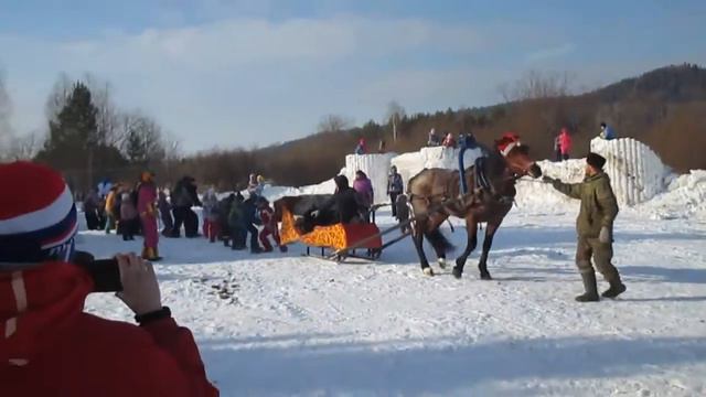 Перетягивание каната с конем Матвеем смотреть онлайн