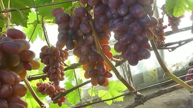 Виноград Андрюша-дуже урожайна ГФ Балабанова смотреть онлайн