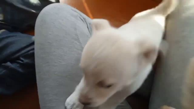 Собачий детский сад, 6 мая 2023 смотреть онлайн