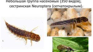 Насекомые с полным превращением и паукообразные