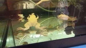 Аквариумные лягушки. Содержание, кормление. Поведение лягушек, совместимость, половые различия.