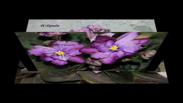 Фиалка РС Дриада смотреть онлайн