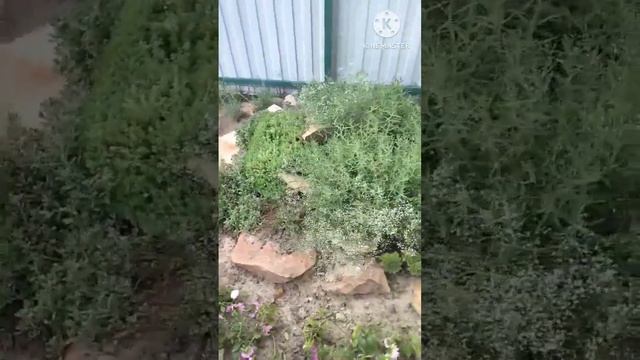 Альпийская горка. Результат за лето, не цветет алиссум скальный ?