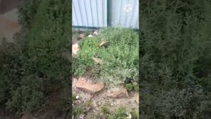 Альпийская горка. Результат за лето, не цветет алиссум скальный ?