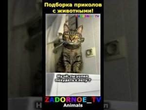 Подборка приколов про животных №141