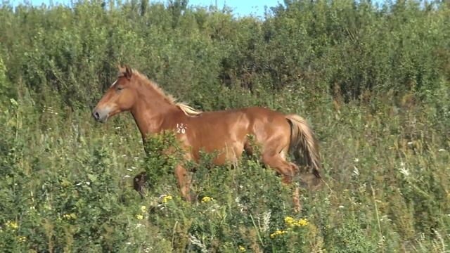 Авторитетный жеребец, кличка Поэт смотреть онлайн