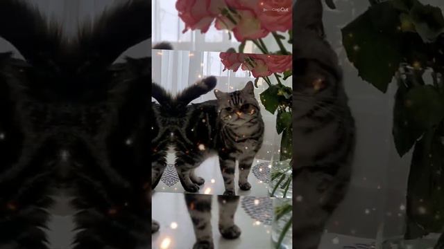 Всех девочек поздравляю с 8 марта 🌹 🌹 🌹 смотреть онлайн