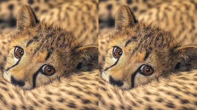 🐆 𝕥𝕙𝕖 𝕗𝕒𝕤𝕥𝕖𝕤𝕥 𝕗𝕖𝕝𝕚𝕟𝕖 𝕚𝕟 𝕥𝕙𝕖 𝕛𝕦𝕟𝕘𝕝𝕖 🐆 — cheetah combo ␚ смотреть онлайн