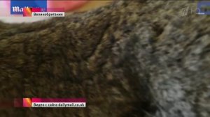 Кролик Гигант весом 25кг