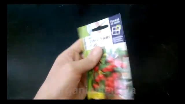 Томат Комнатный Сибиряк