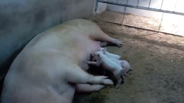 Всех женщин с праздником 8 марта?. Поросята трёх породный гибрид. смотреть онлайн