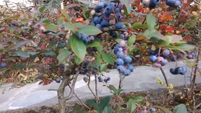 голубика сорт Элизабет и Эллиот смотреть онлайн