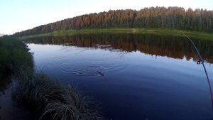 Поклевка леща на фидер на р.Сухона