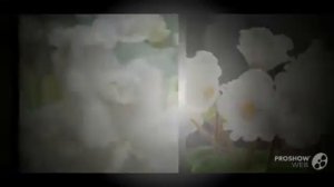 Белые фиалки  Что особенного в белых фиалках