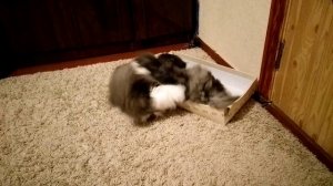 кошачья битва за коробку