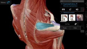 Мышцы пояса верхней конечности передней и задней группы. Дельтовидная фасция. Анатомия. Миология.