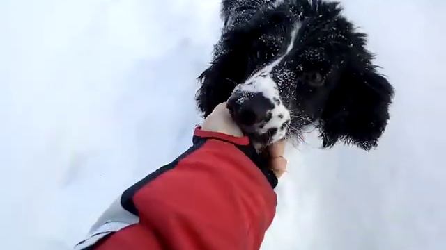 русский спаниель по глубокому снегу смотреть онлайн