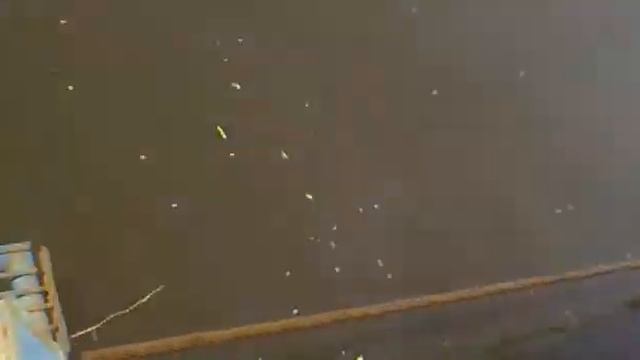 Паром Дединово