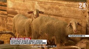 В Крыму разработали новый вид овец для местных сельхозпредприятий