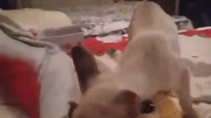 ориентальные котята, 1.5 месяца