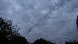 Ужасы Камбоджи. Сотни тысяч летучий мышей вылетают из пещеры
