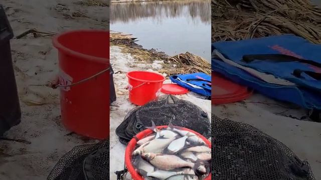 поймали много рыбы #рыбалка #fishing #фидер #fish #рыбалкасбородой