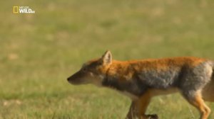 Nat Geo Wild: Дикая природа Китая. Царство дикой природы Тибета / China's wild side