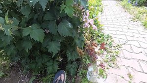 подкормка ежевики после цветения