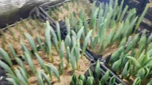 Обзор выгонки тюльпана на 31.01.21г. Полив, удобрение, освещение, температурный режим.