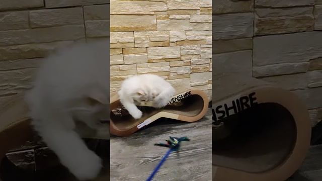 Британские кошки бывают и такие
British longhair kitten silver chinchilla смотреть онлайн