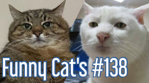 Смешные коты #138