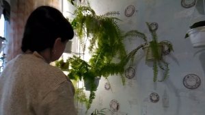 Мои страхи  //  Нефролепис  Мариса