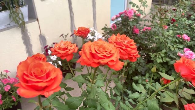 Роза Анжелика ( Rose Angelique ) 2021г. Киев смотреть онлайн