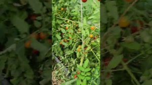 21.08.2021 г. Помидоры Новичок