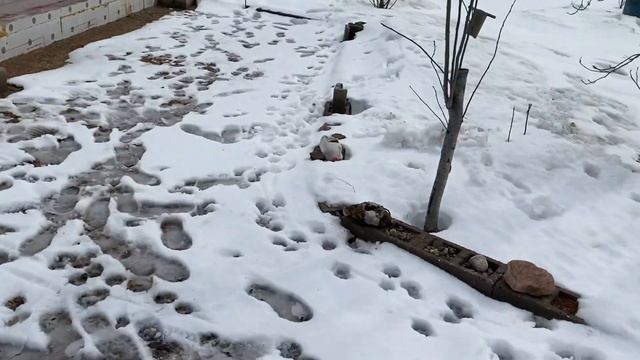 08.04.22. Приезжали к нам потенциальные строители. Они согласны нам строить. Ждём от них цену. смотреть онлайн