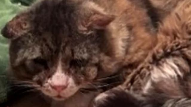 Кот заплакал и умолял о помощи, но никто не подошел! Посмотрите, что произошло. смотреть онлайн