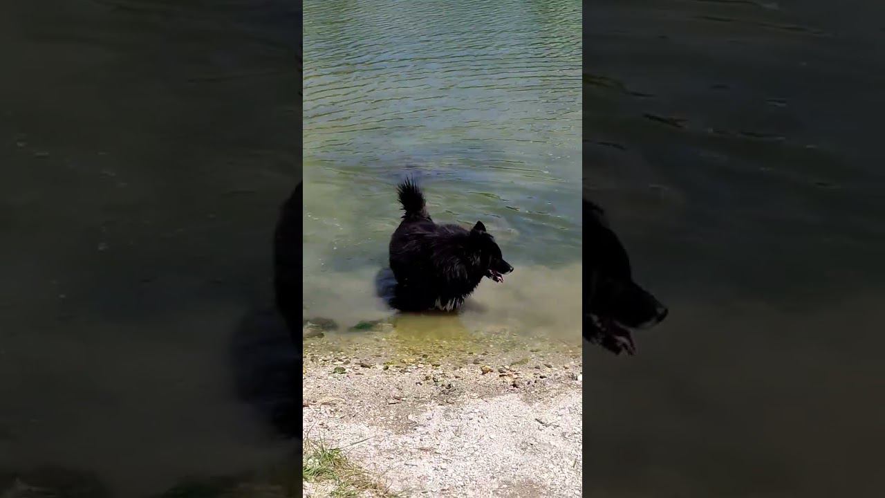 на море #dog #miperro #pug #моипитомцы #виделивидео #doglover #моясобака
