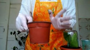 Как вырастить лимон из черенка