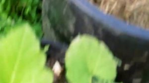 Много завязи клубники.