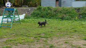 Как защититься от нападения собаки