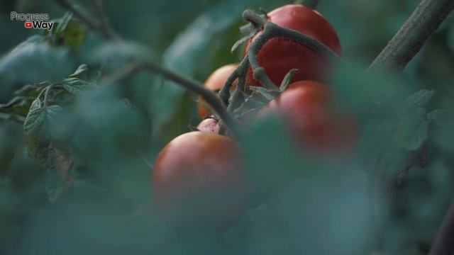 Самая Важная Подкормка Для Томатов В Июле! Обязательно Сделайте Ее! смотреть онлайн