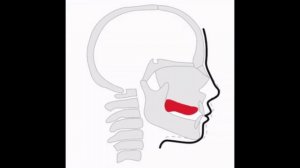 амогус мьюинг мем #рекомендации #мемы #funny #meme #мьюинг #mewing #amongus #абобус