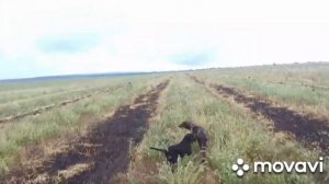 охота на перепела 2 ставропольский край