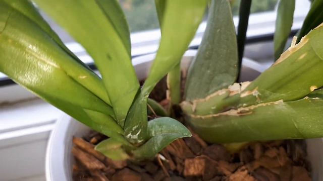 A înflorit "Burrageara Nelly Isler"! смотреть онлайн