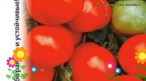 Томат Уральский ранний. Краткий обзор, описание характеристик solánum lycopérsicum