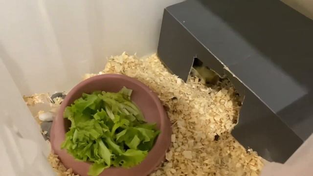 Почему сейчас моя сухопутная среднеазиатская черепаха ? не встаёт в 6 утра? смотреть онлайн