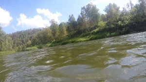 Рыба в реке Бердь. Съемка под водой. На Березовских скалах. Природа Новосибирской области.