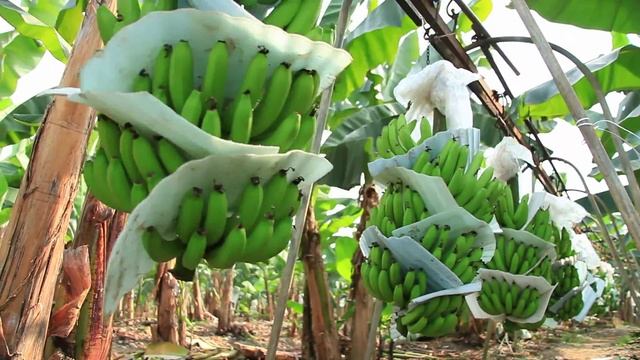 где растут бананы (Banana Plantation in Ecuador) смотреть онлайн