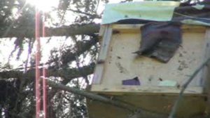 Пасека в лесу.14 июля поймал два роя в ловушки.Качать или не качать мед.Ловля роев.