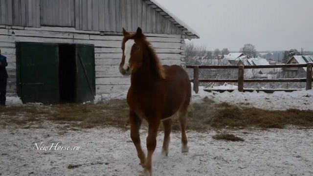 Русский тяжеловоз Гигобайт 2017 г р смотреть онлайн